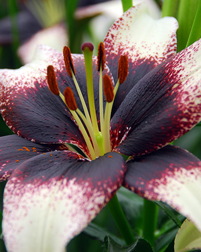 Ľalia asiatic Zwart-Wit/ Black-White 16/18, 50 ks